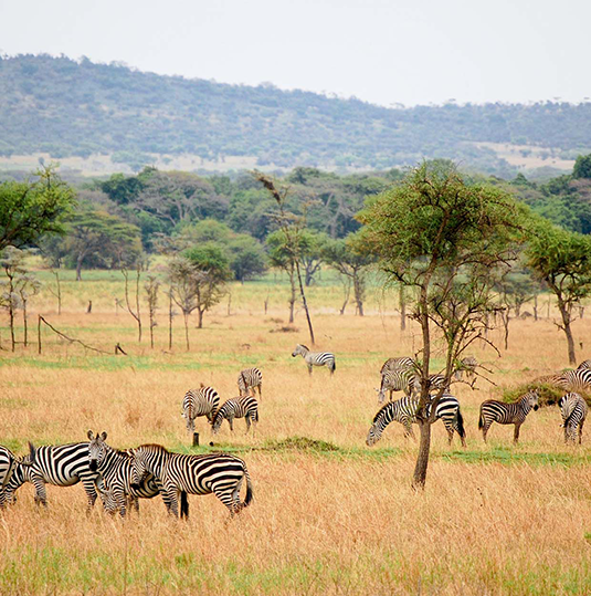 Tanzania | Destination | Dragonfly Traveller