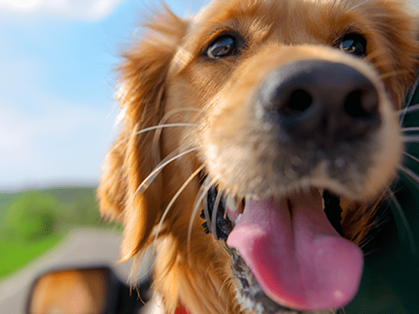 5 Travel Experiences You Can Share with Your Furry Friend | Blogs | Dragonfly Traveller