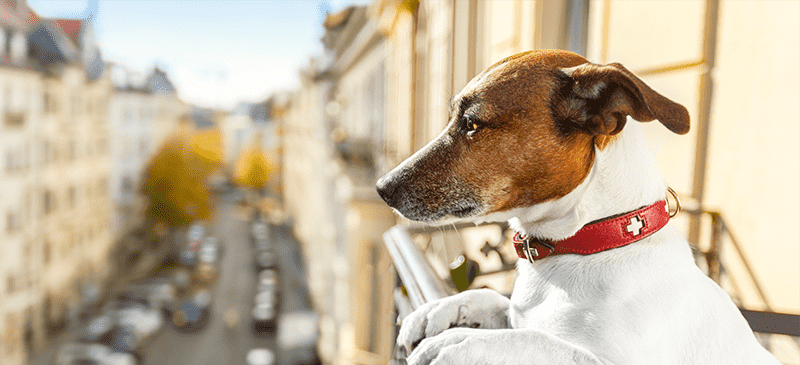 5 Travel Experiences You Can Share with Your Furry Friend | Blogs | Dragonfly Traveller