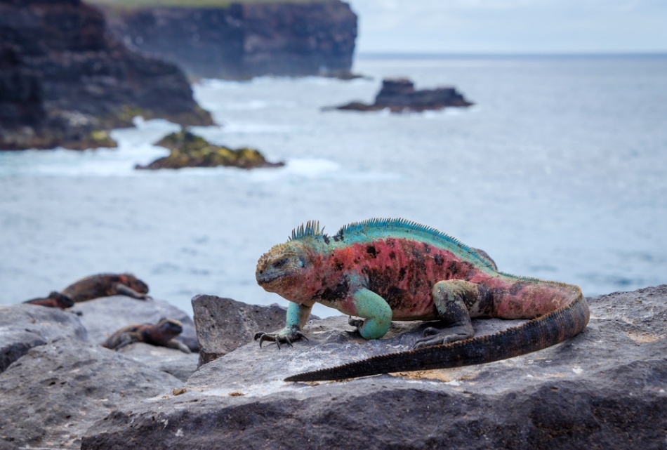 Galapagos | Destination | Dragonfly Traveller