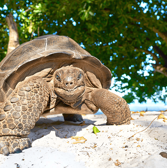 Indian Ocean | Destination | Dragonfly Traveller