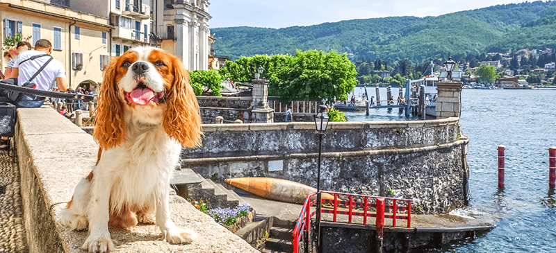 5 Travel Experiences You Can Share with Your Furry Friend | Blogs | Dragonfly Traveller