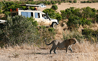 Safaris | Holiday Types | Dragonfly Traveller