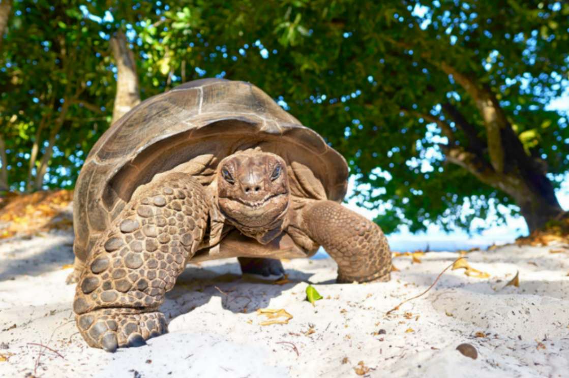 Seychelles | Destination | Dragonfly Traveller