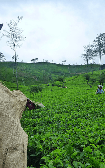 Sri Lanka | Destination | Dragonfly Traveller